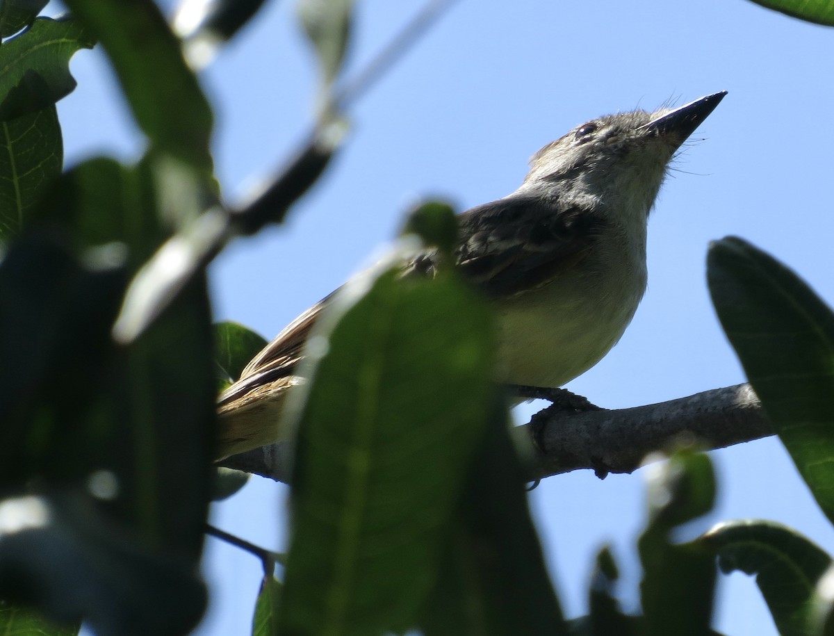 Ash-throated Flycatcher - ML604379251