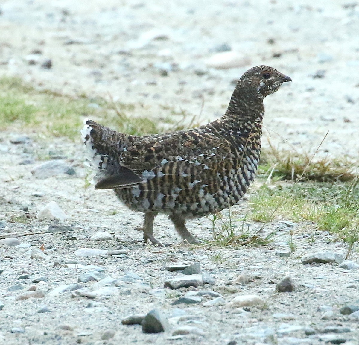 Spruce Grouse - ML604379351