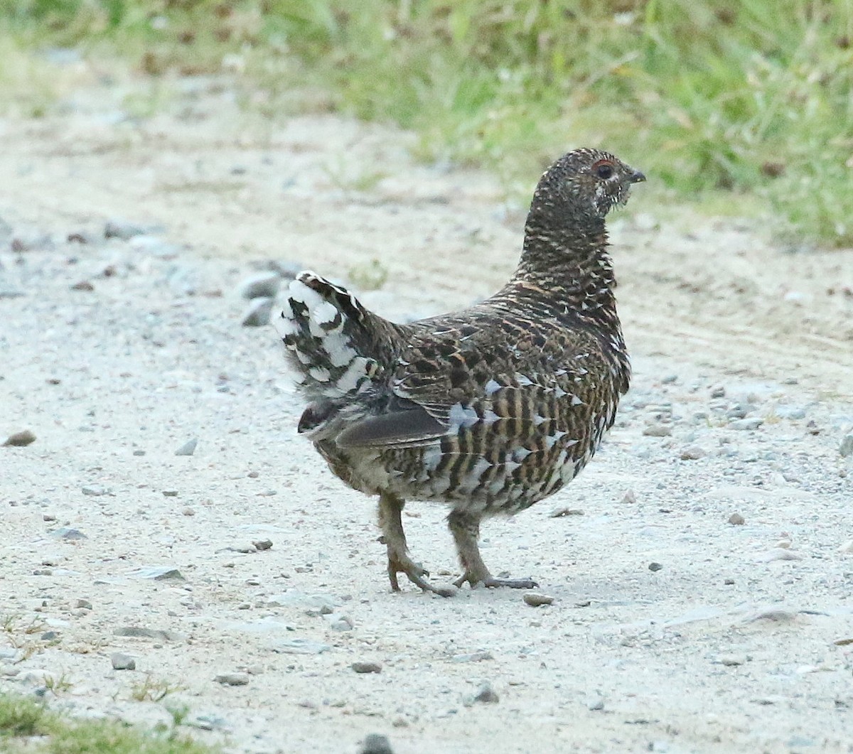 Spruce Grouse - ML604379361