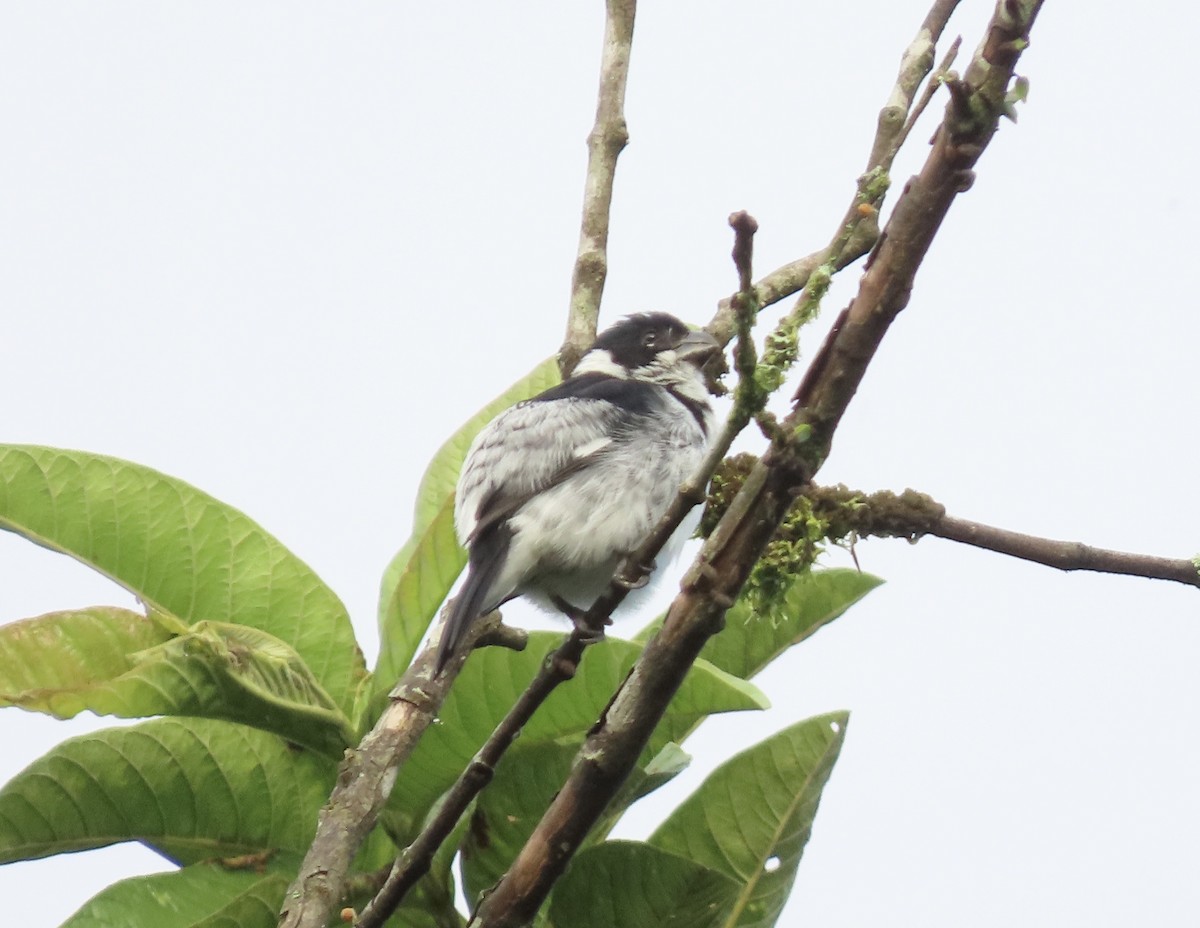 Variable Seedeater - ML604380681