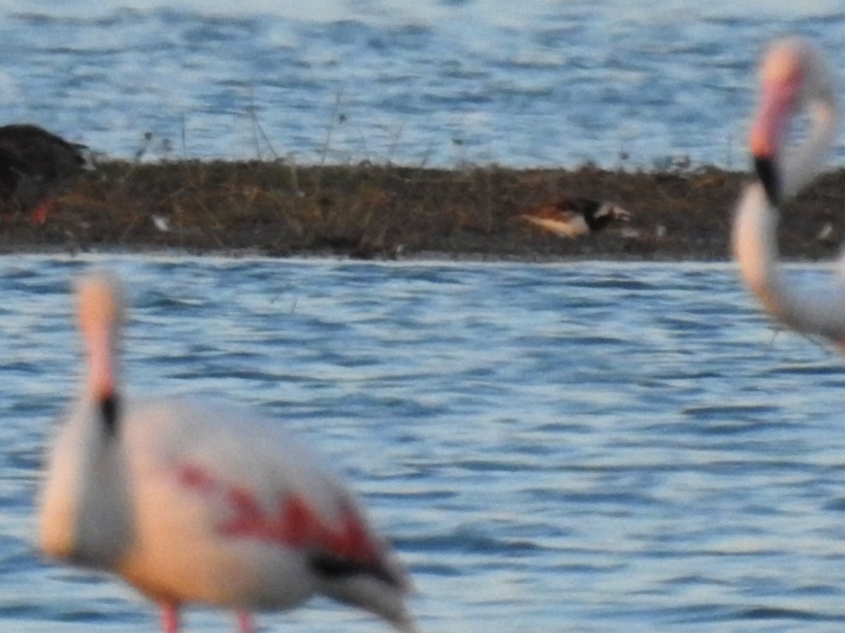 Ruddy Turnstone - Cesar Clemente