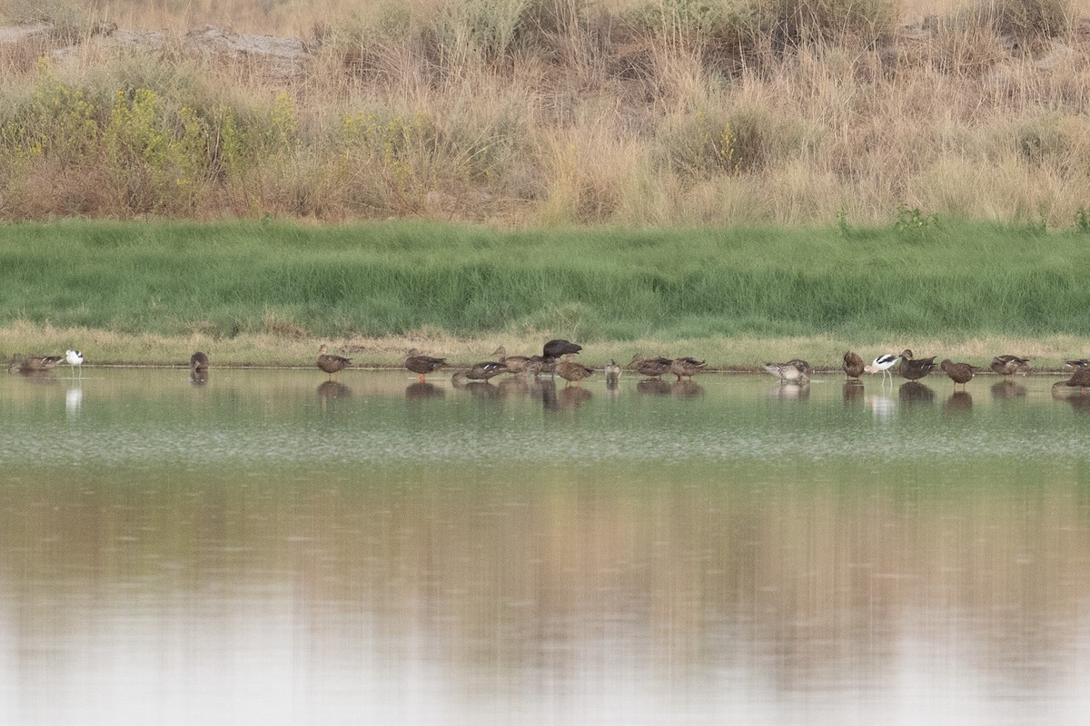 Northern Pintail - ML604381861