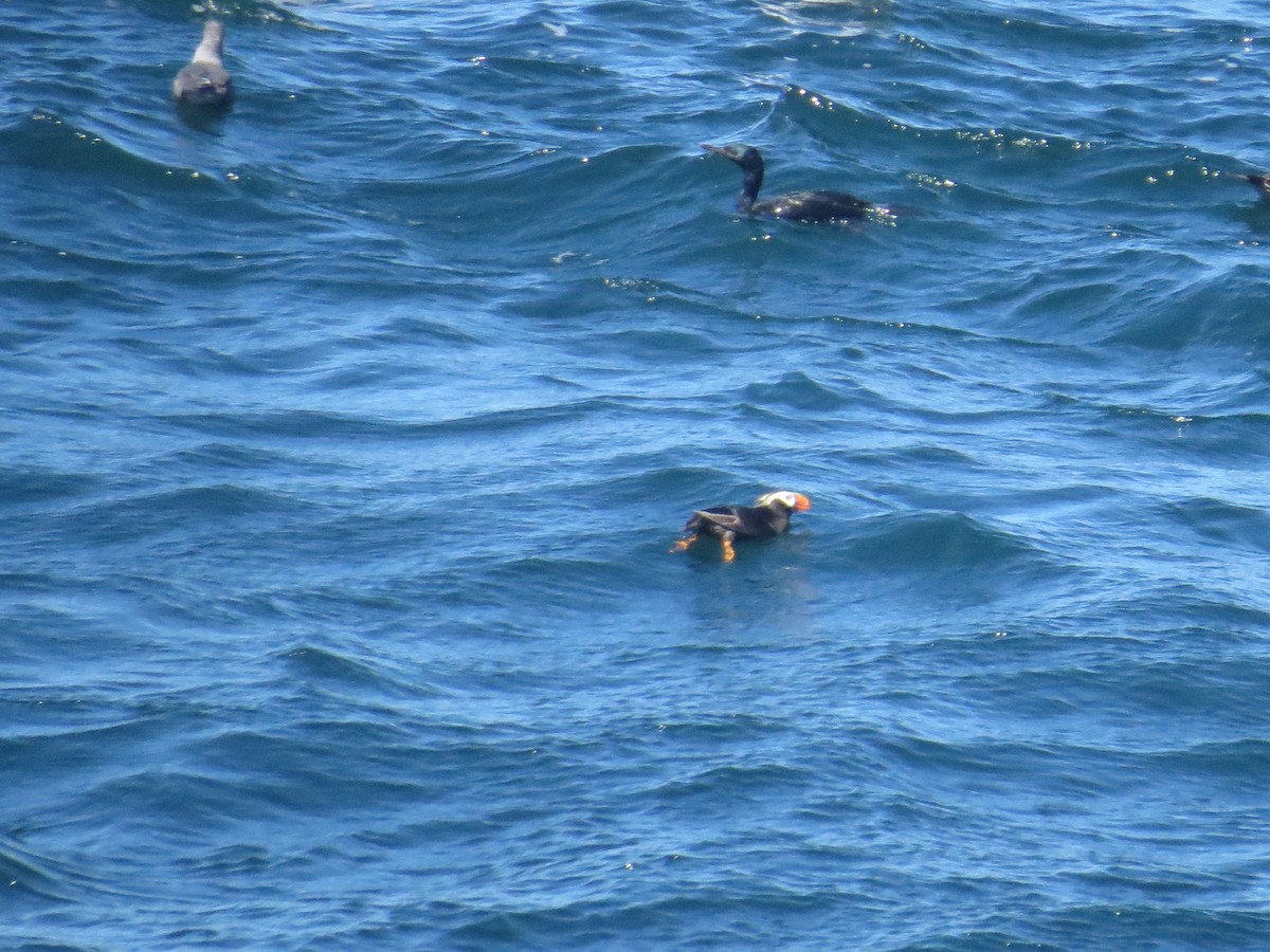 Tufted Puffin - ML604381981