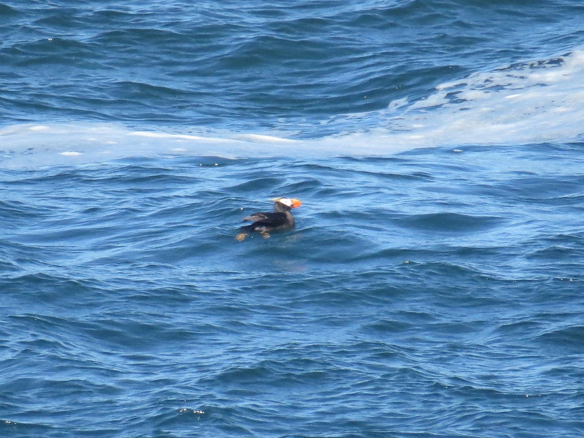 Tufted Puffin - ML604381991