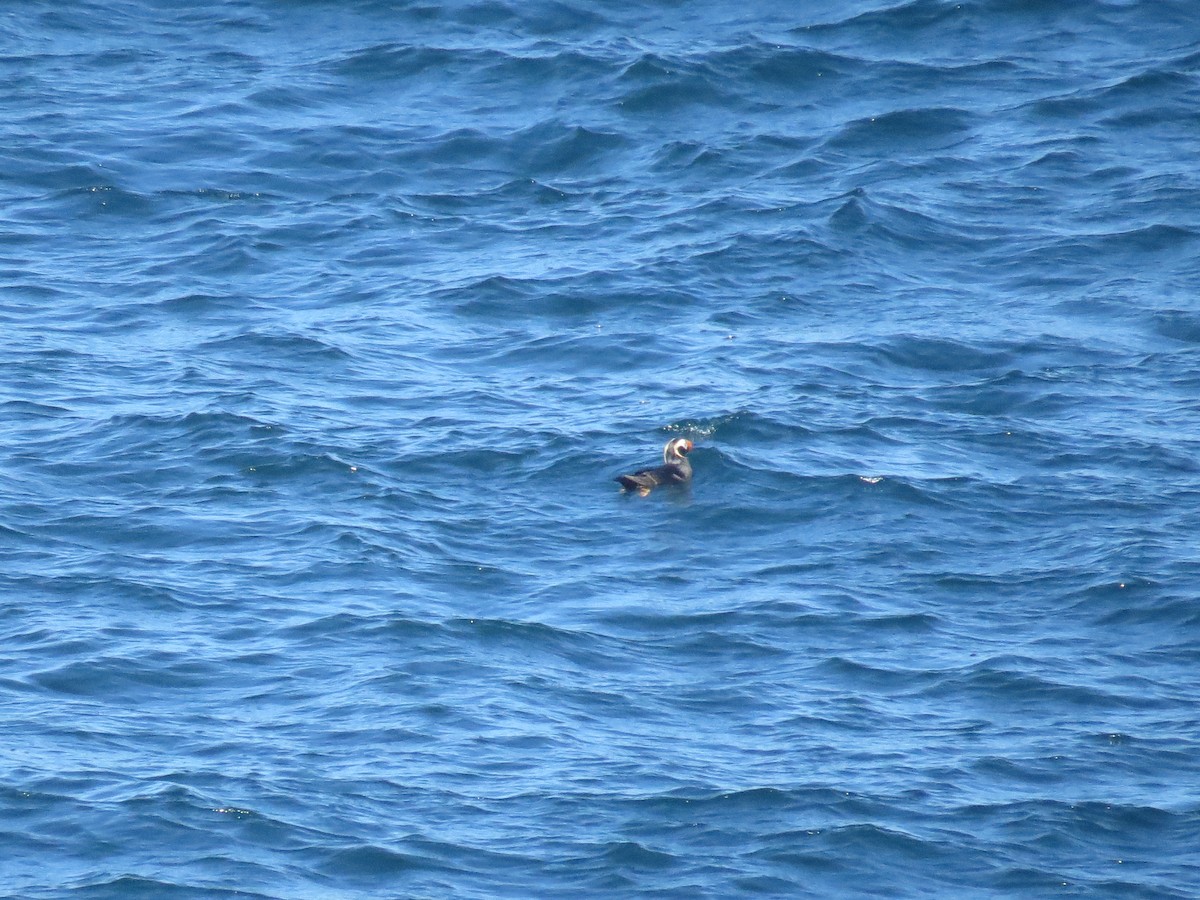 Tufted Puffin - ML604382001