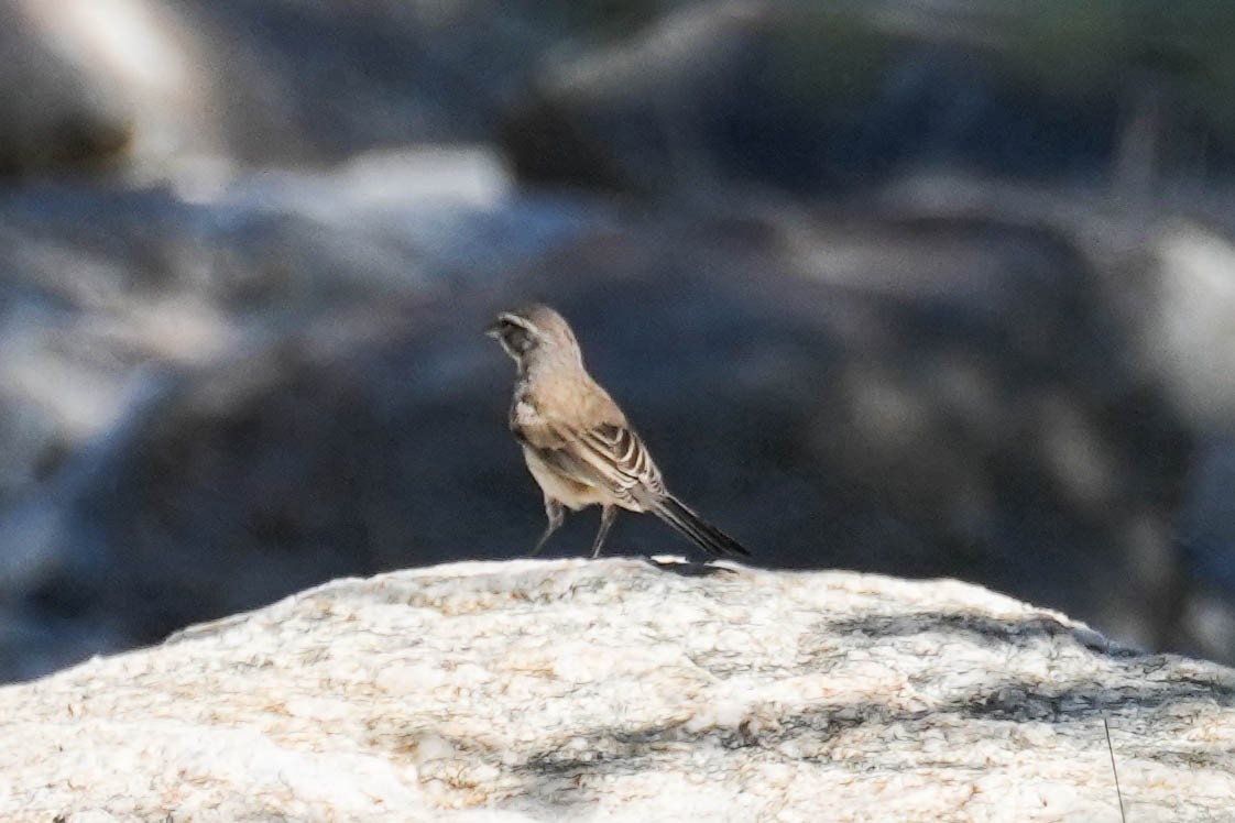 Black-throated Sparrow - ML604382101
