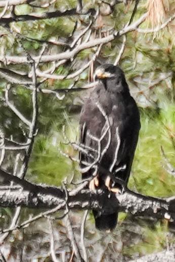 Common Black Hawk - ML604382491