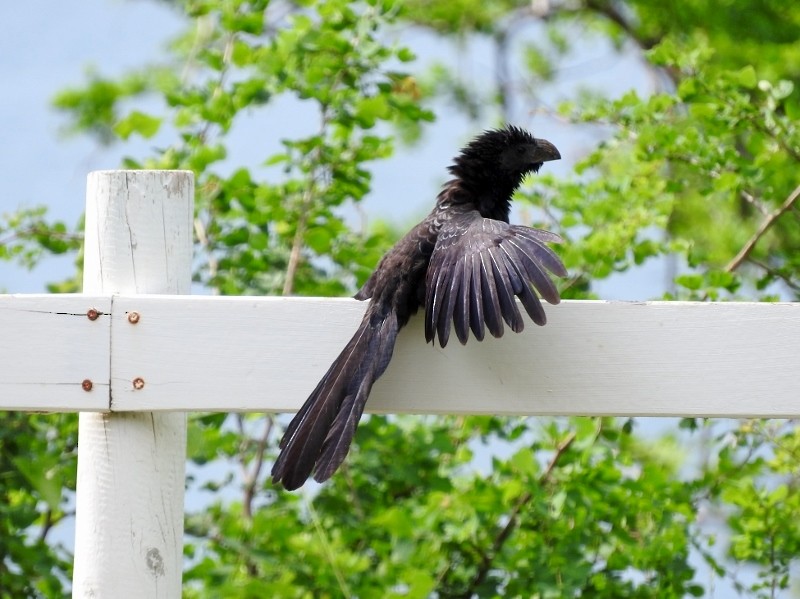 Groove-billed Ani - ML60438291