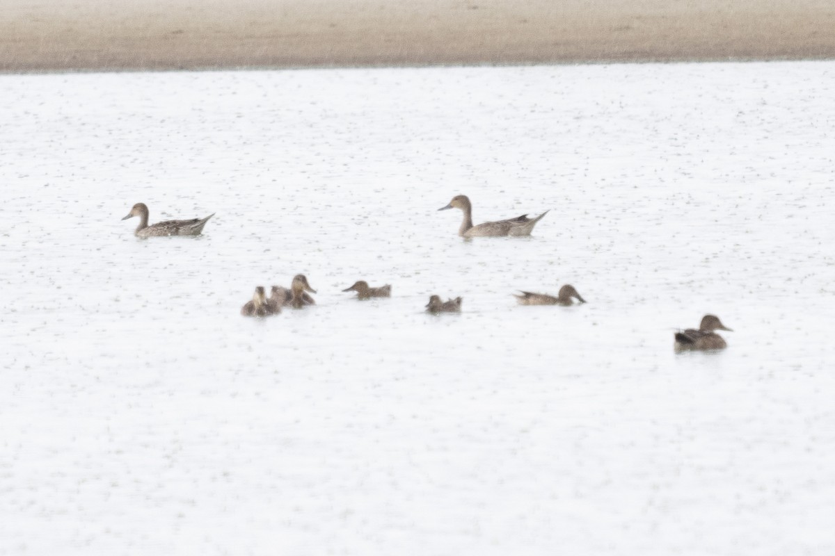 Northern Pintail - ML604383541