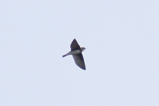 Bank Swallow - ML604383611