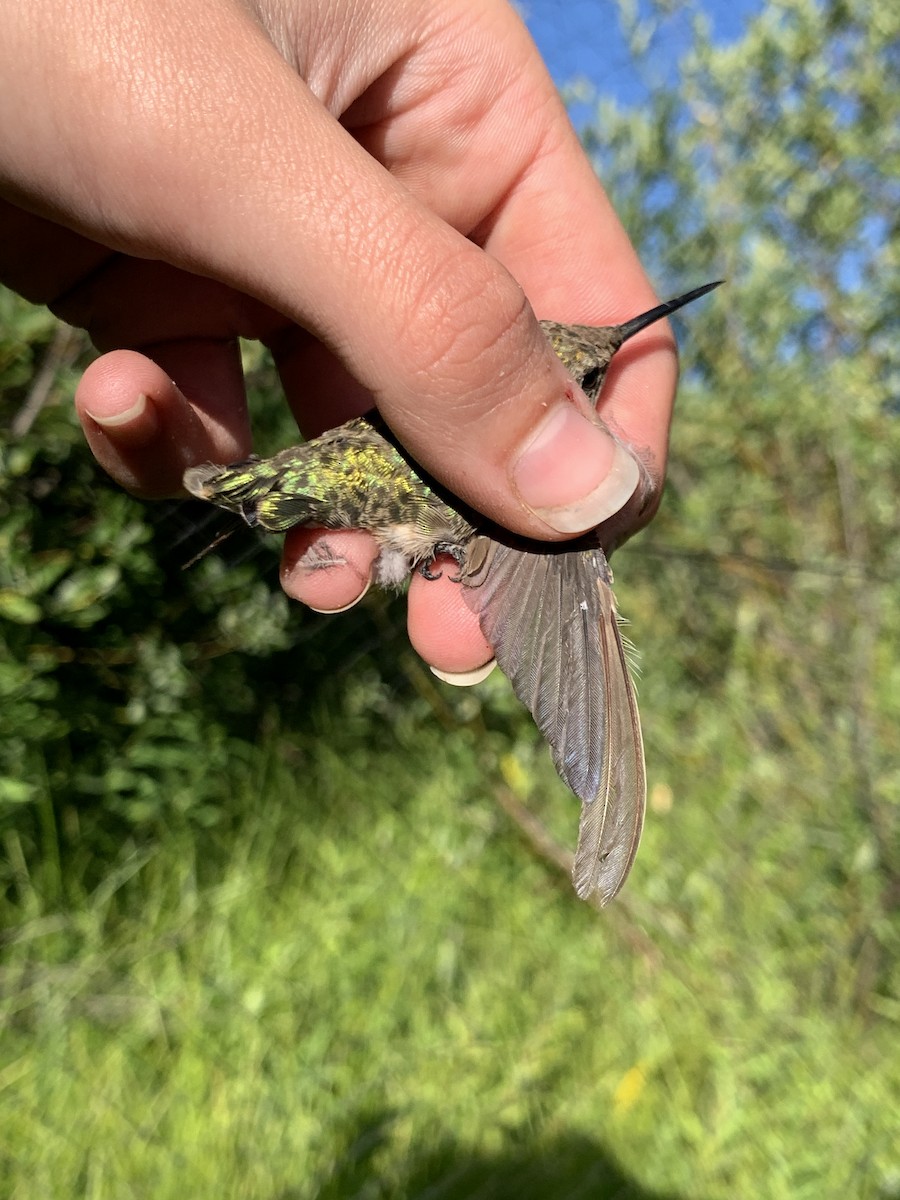 Anna's Hummingbird - Mietron Shahbodaghloo