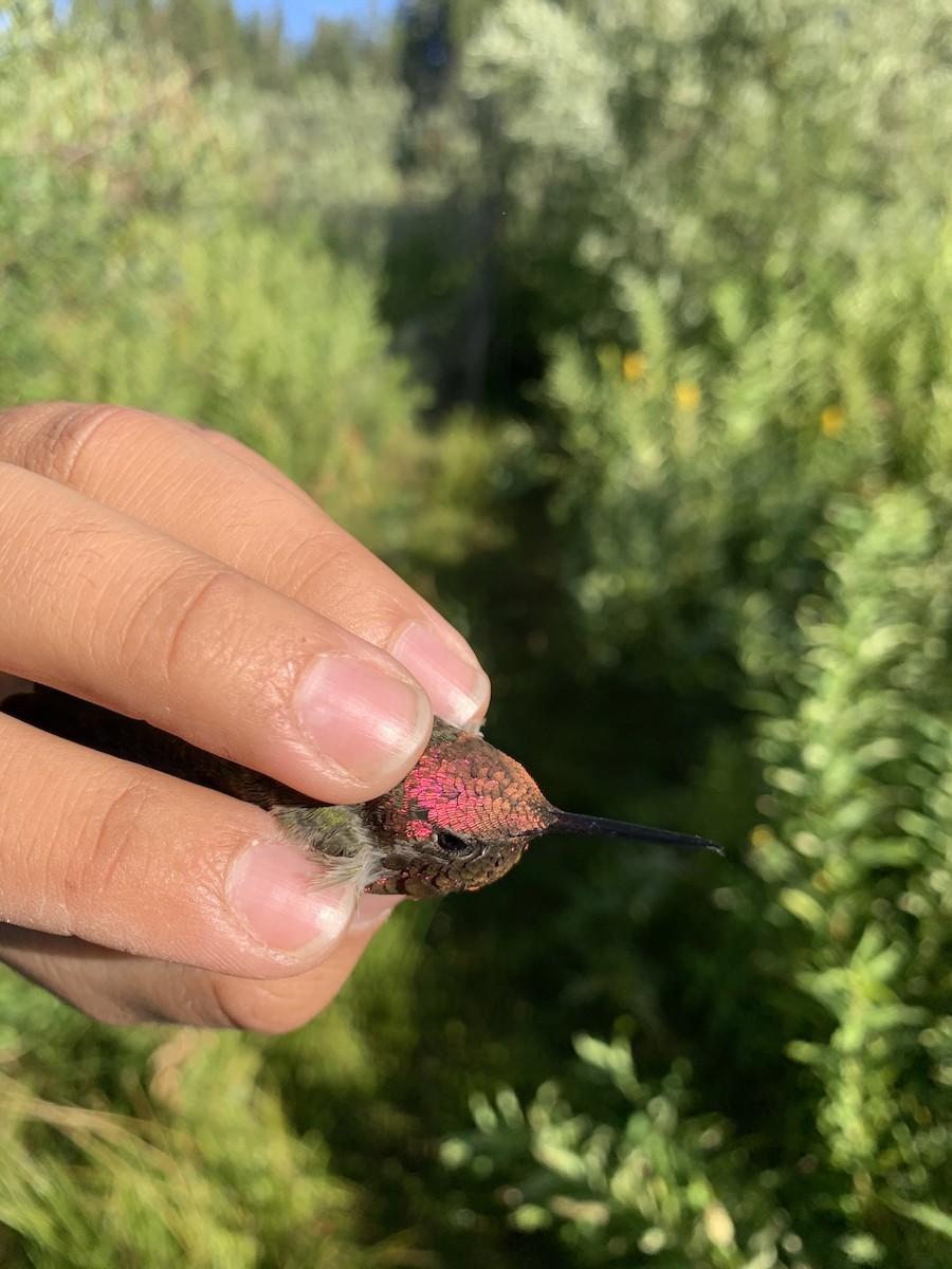 Anna's Hummingbird - Mietron Shahbodaghloo