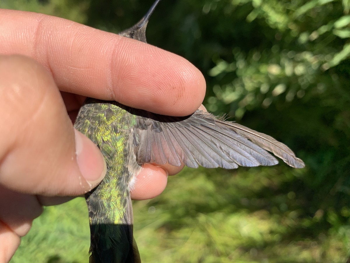 Anna's Hummingbird - Mietron Shahbodaghloo