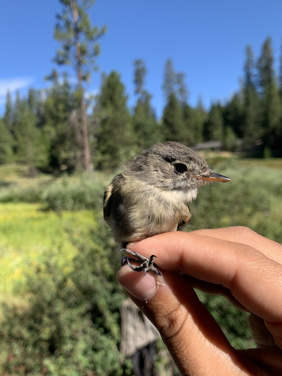 Dusky Flycatcher - Mietron Shahbodaghloo