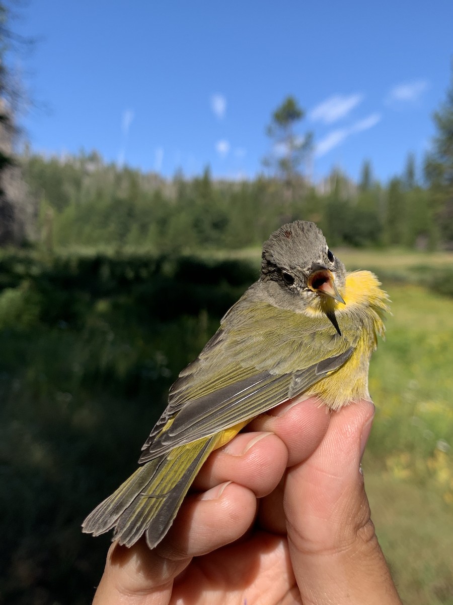 Nashville Warbler - Mietron Shahbodaghloo