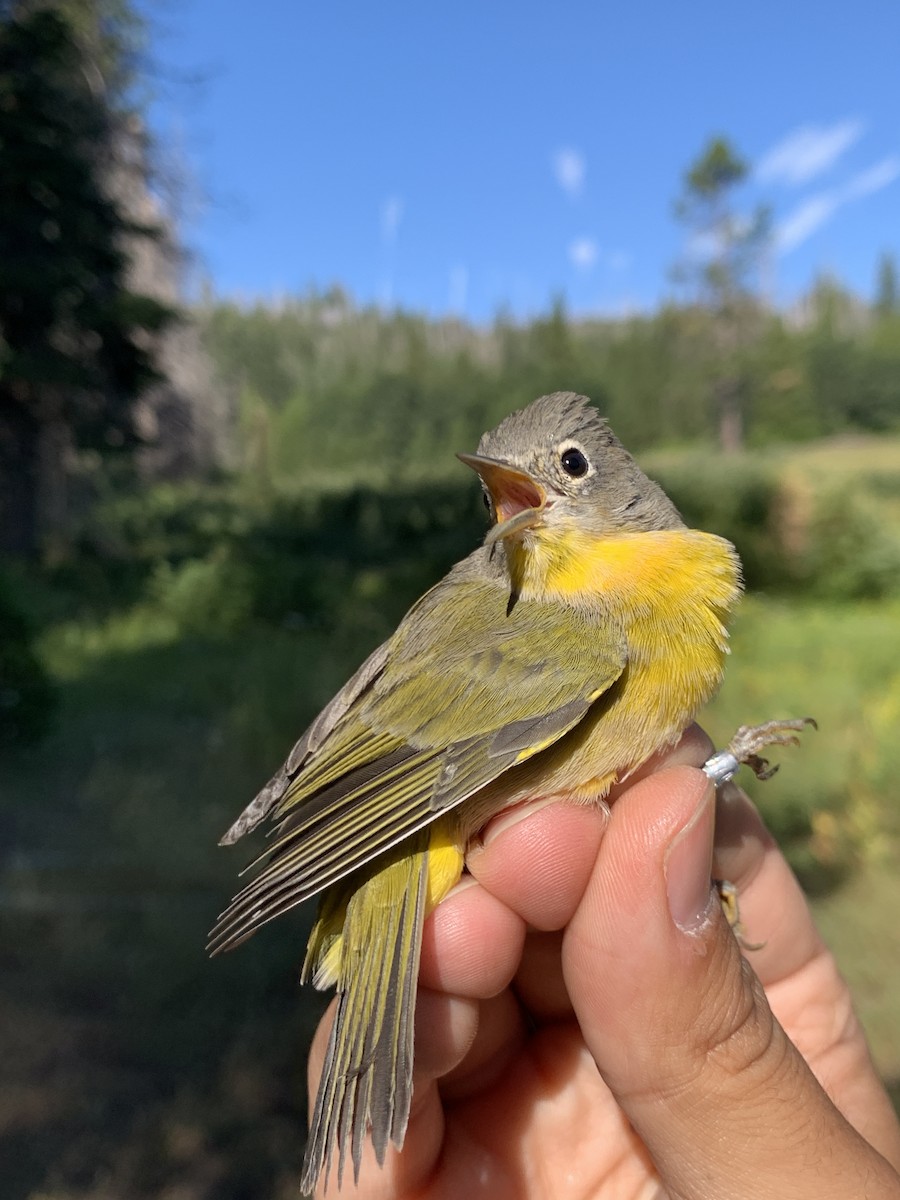 Nashville Warbler - Mietron Shahbodaghloo