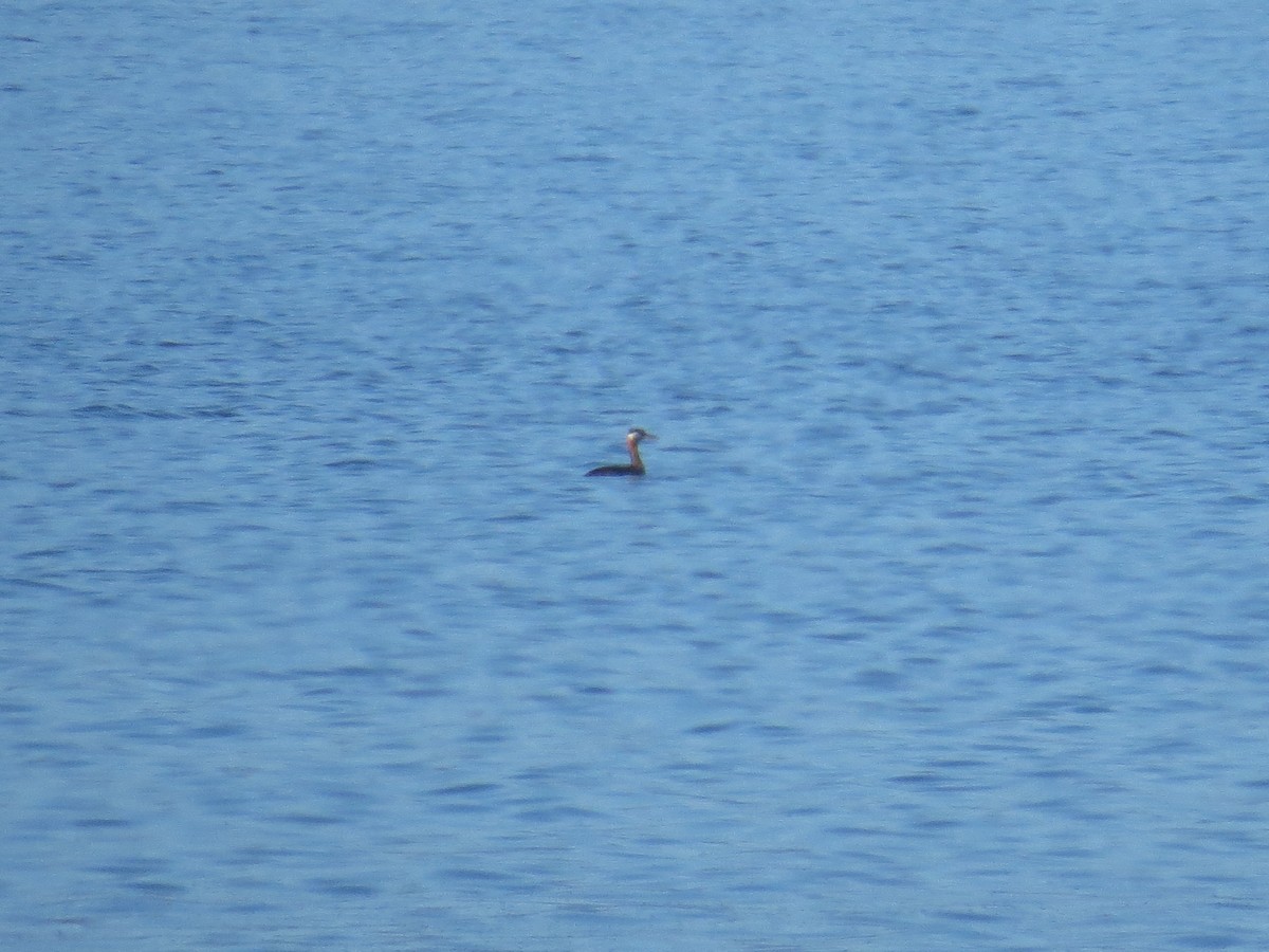 Red-necked Grebe - ML604384631