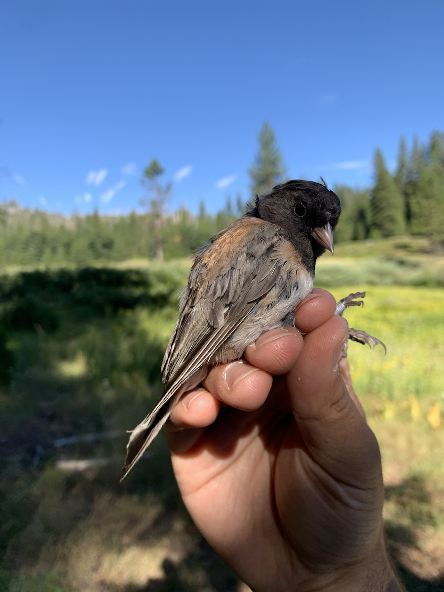 Dark-eyed Junco (Oregon) - Mietron Shahbodaghloo