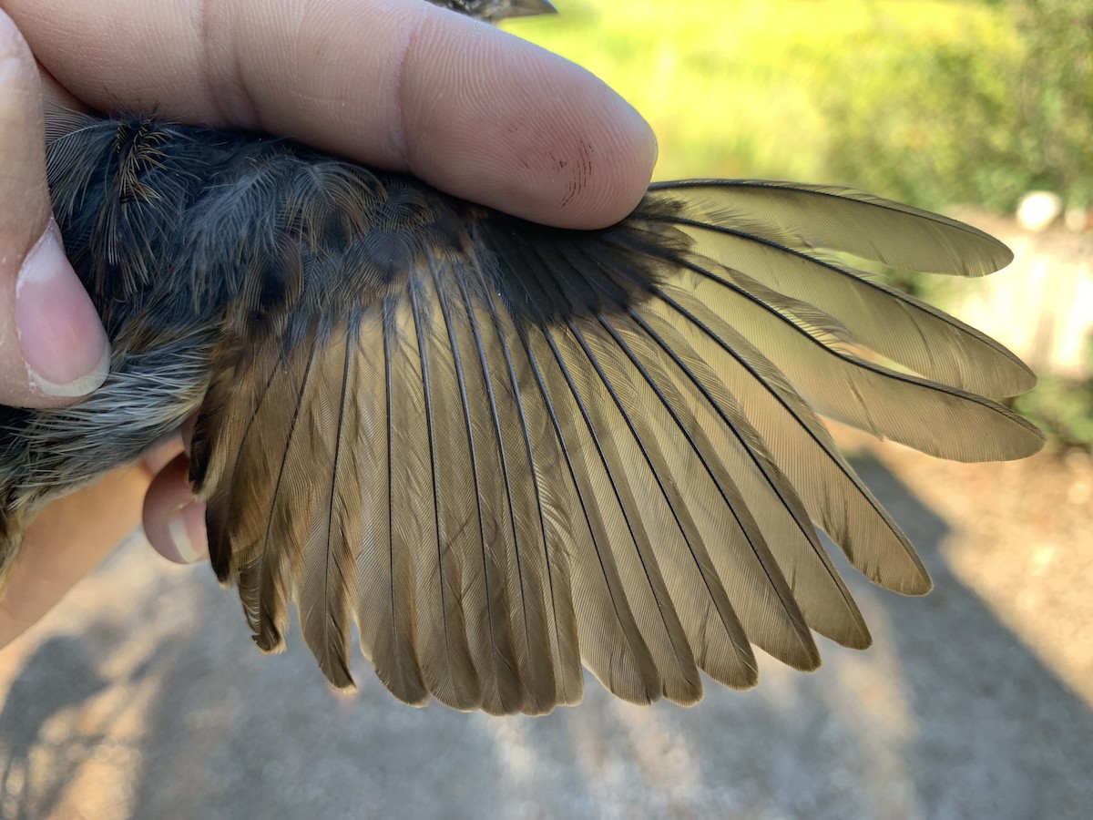 Song Sparrow - Mietron Shahbodaghloo