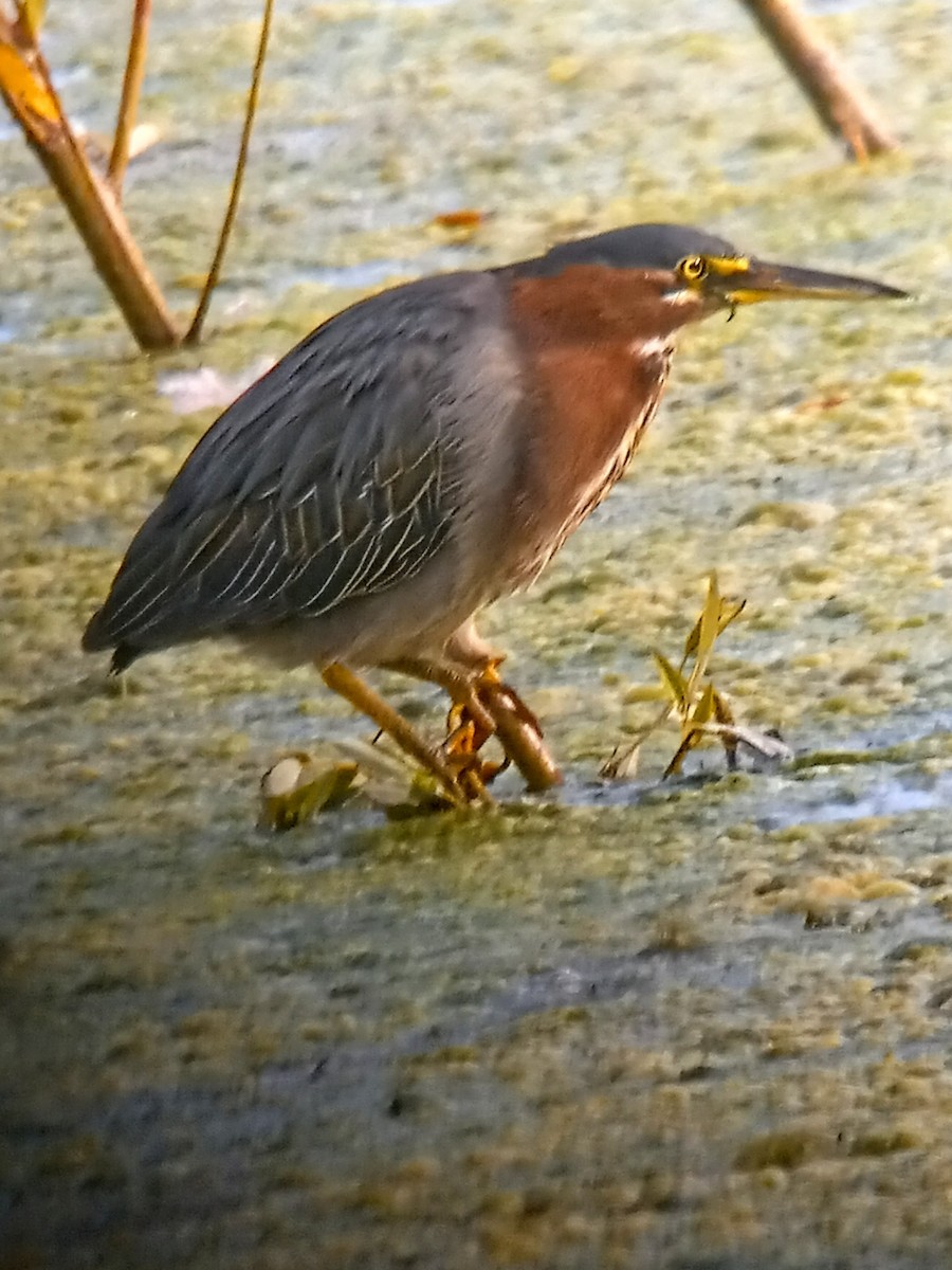 Green Heron - Dave Lockman