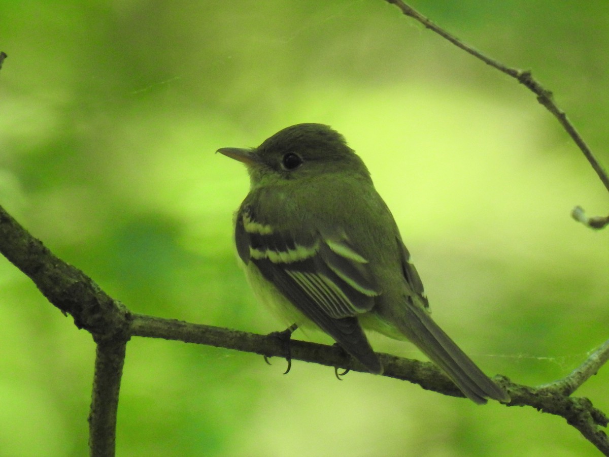 Acadian Flycatcher - ML60438621