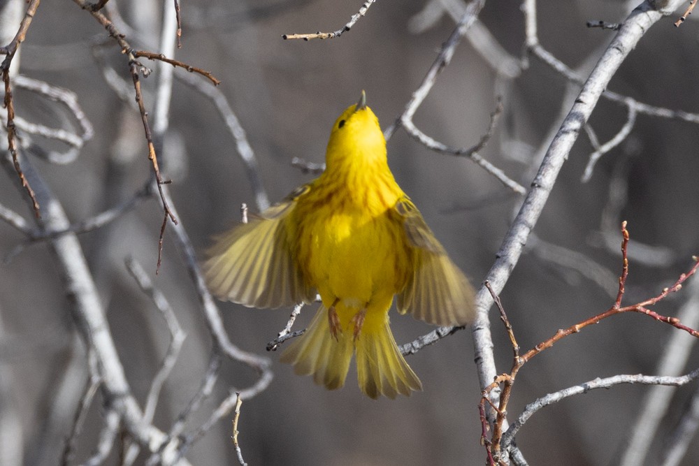 Yellow Warbler - ML604387051