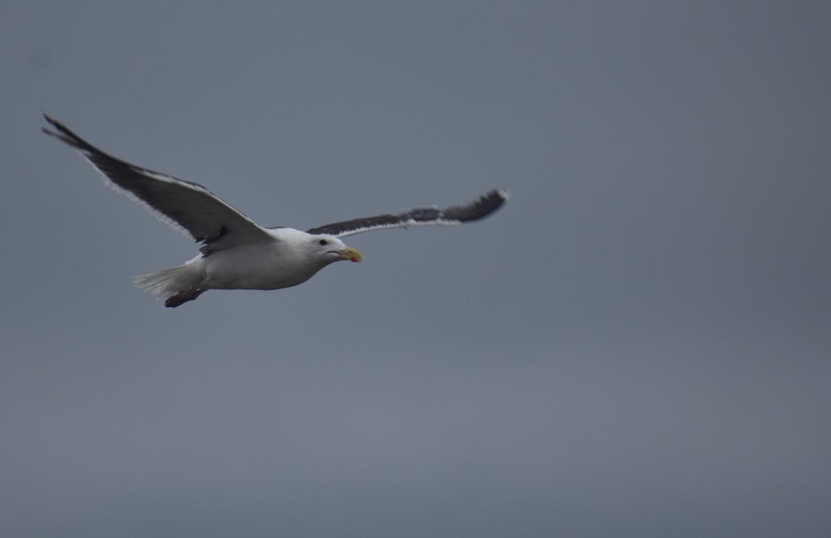 Great Black-backed Gull - Sheryl Johnson