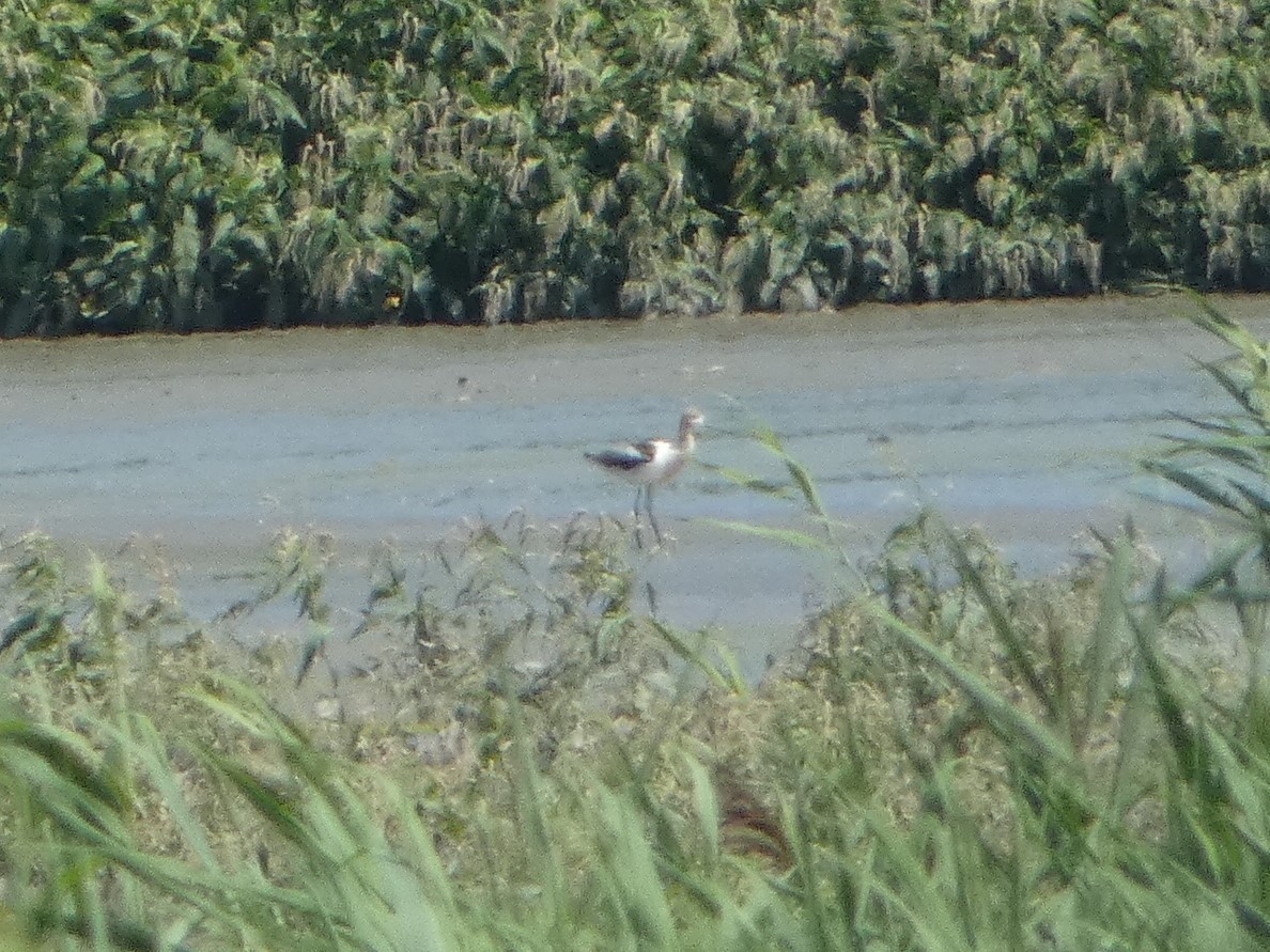 Avoceta Americana - ML604387101