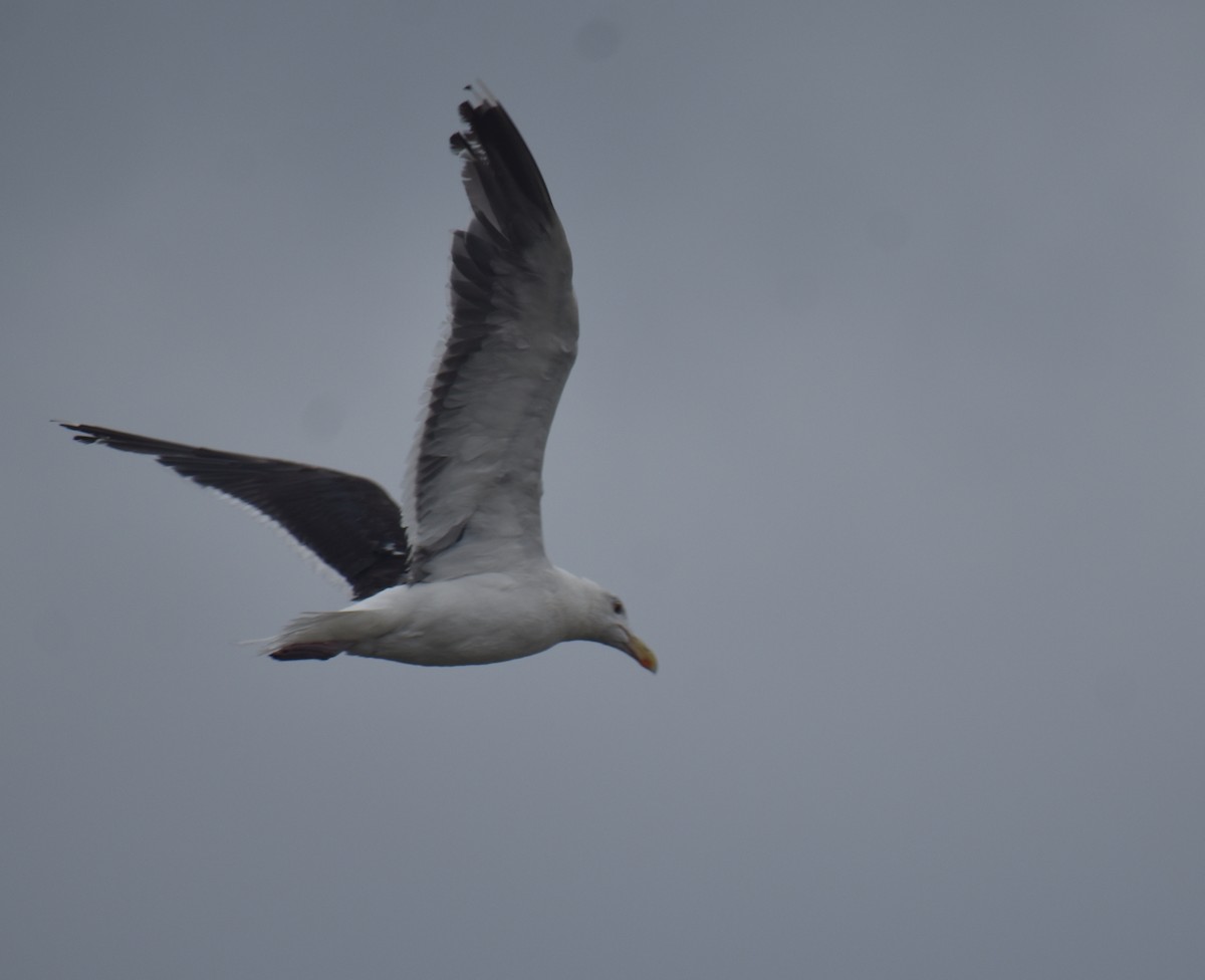 Great Black-backed Gull - Sheryl Johnson