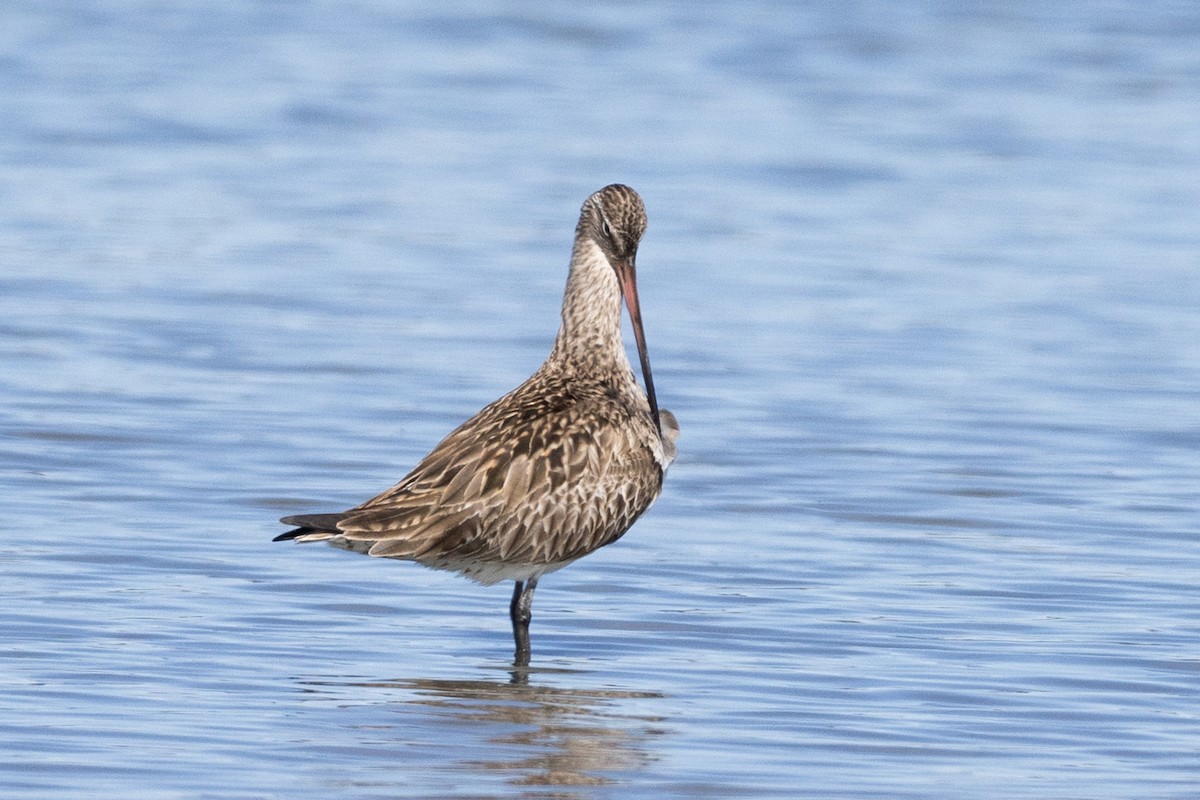 Bar-tailed Godwit - ML604387271