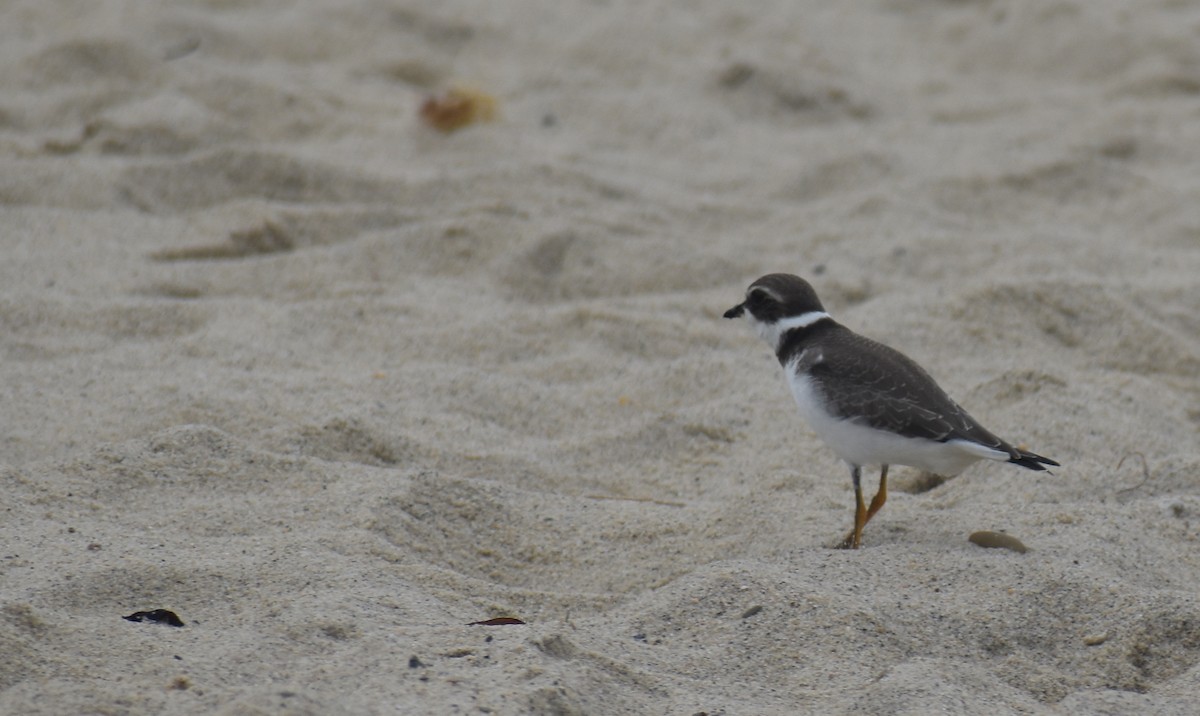 Semipalmated Plover - Sheryl Johnson