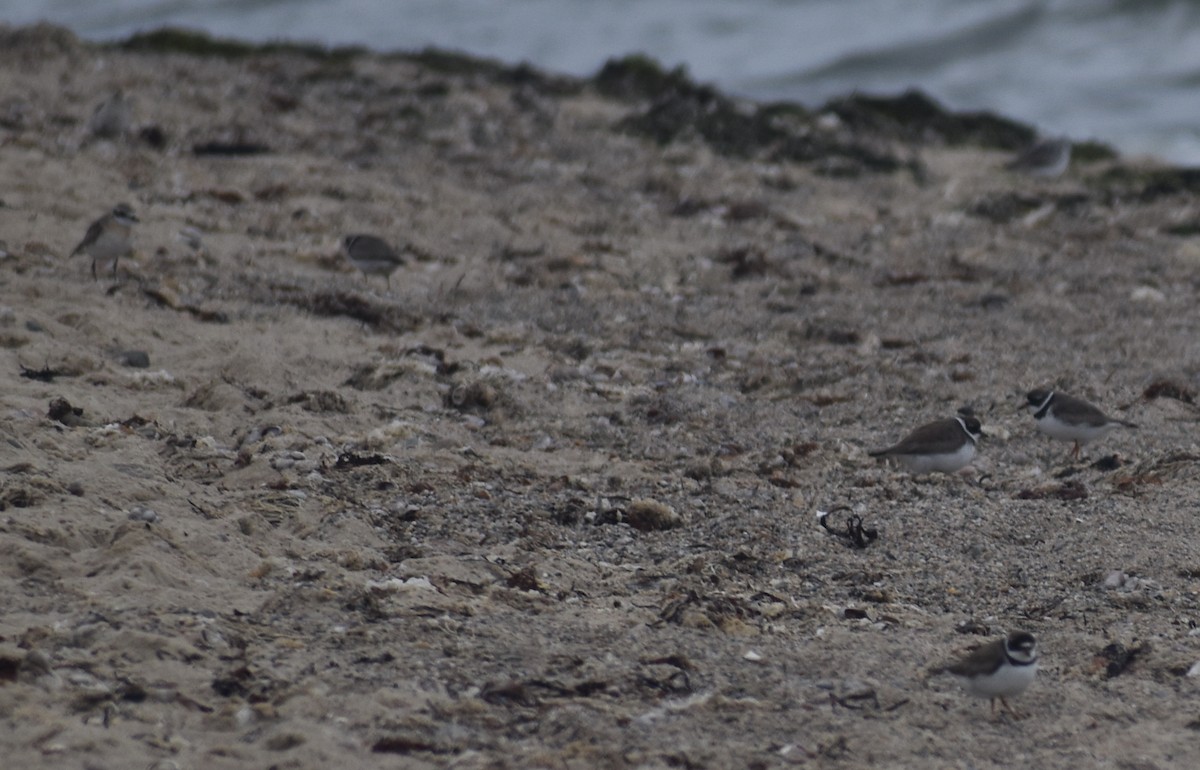 Semipalmated Plover - Sheryl Johnson