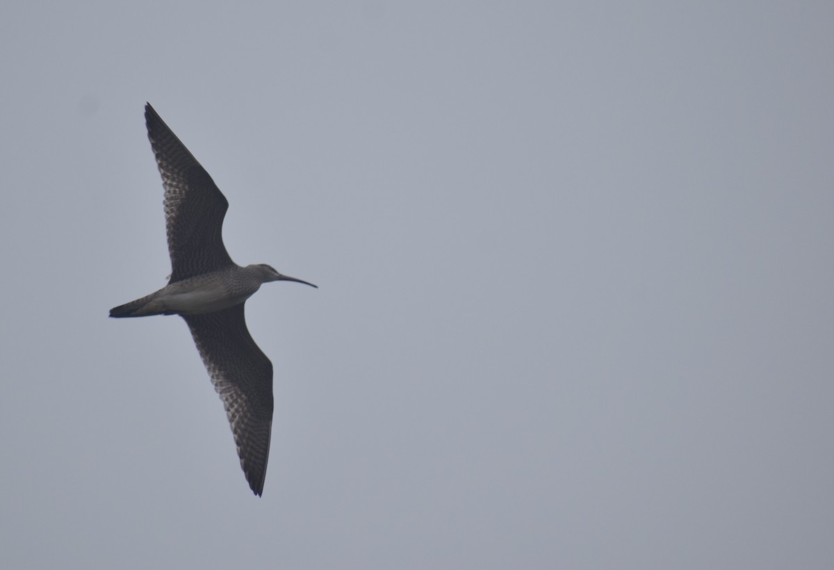 Whimbrel - Sheryl Johnson