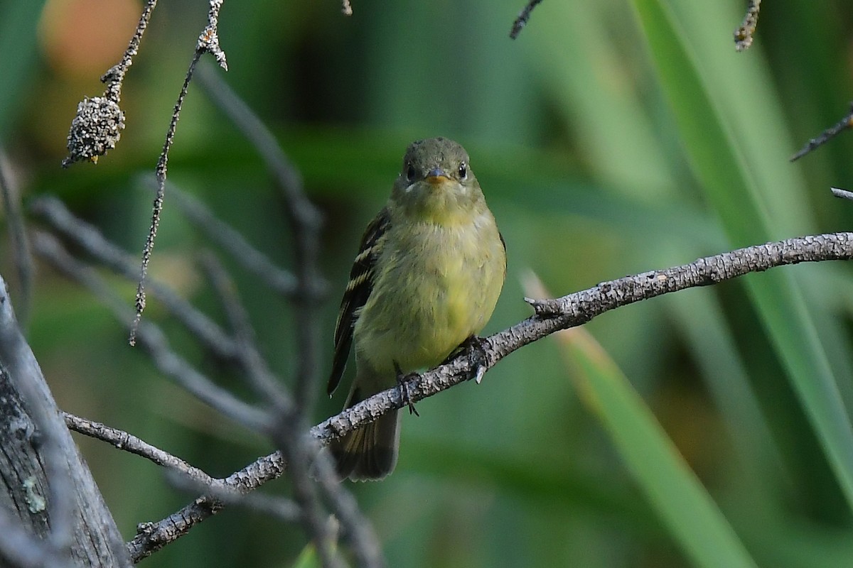 Yellow-bellied Flycatcher - Aubrey  Robson