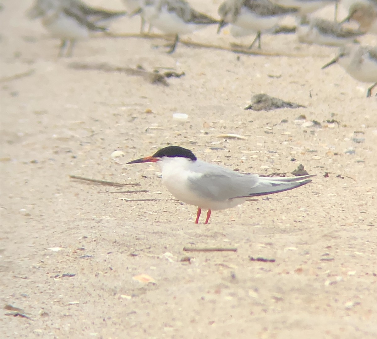 Roseate Tern - ML604391801