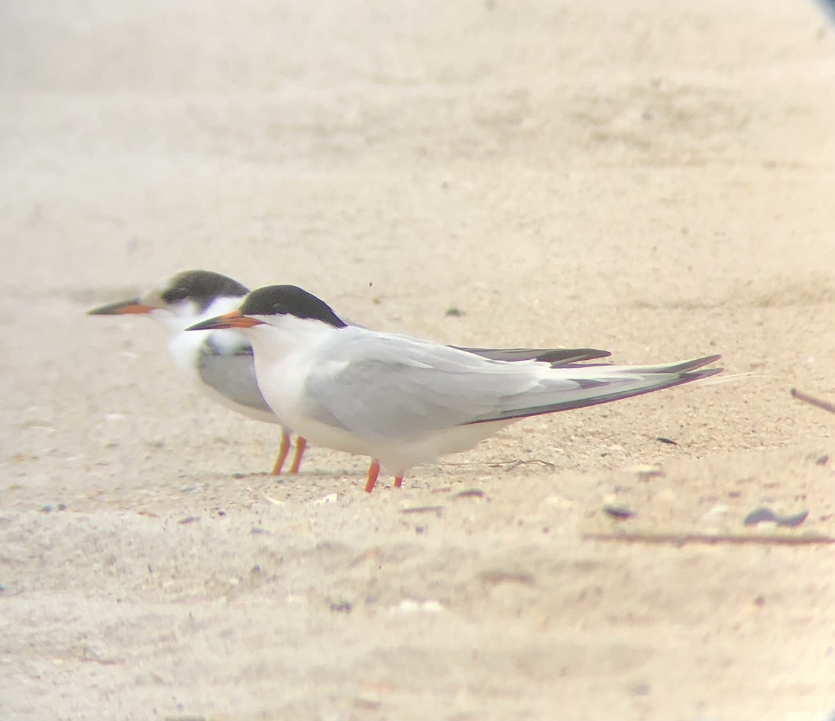 Roseate Tern - ML604391831