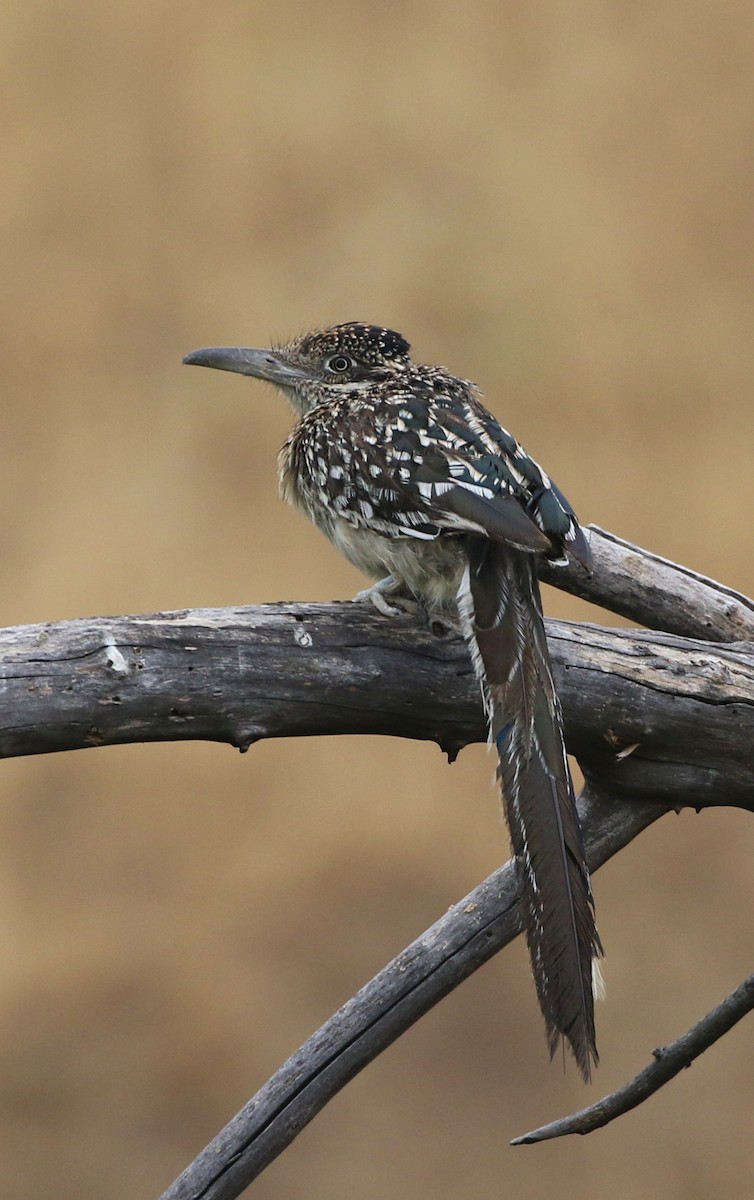 Greater Roadrunner - ML60439231