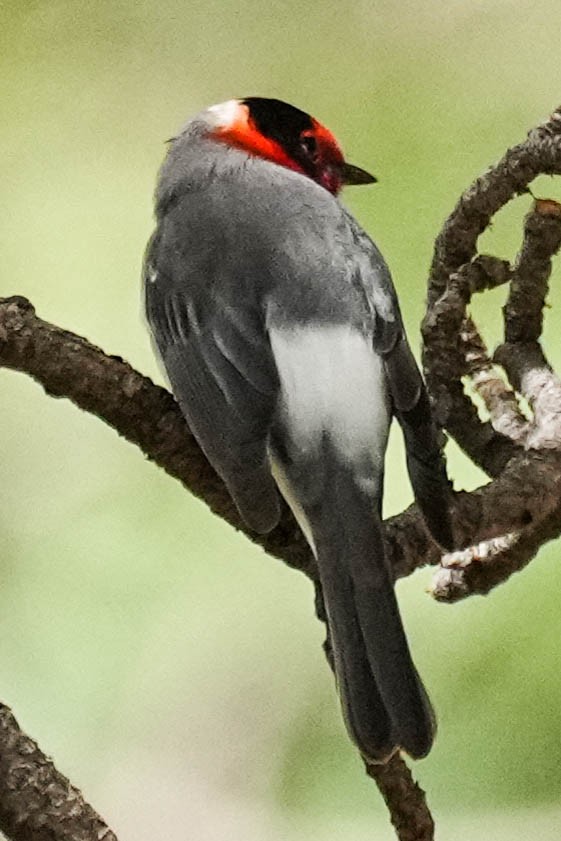 Red-faced Warbler - Kay Rasmussen