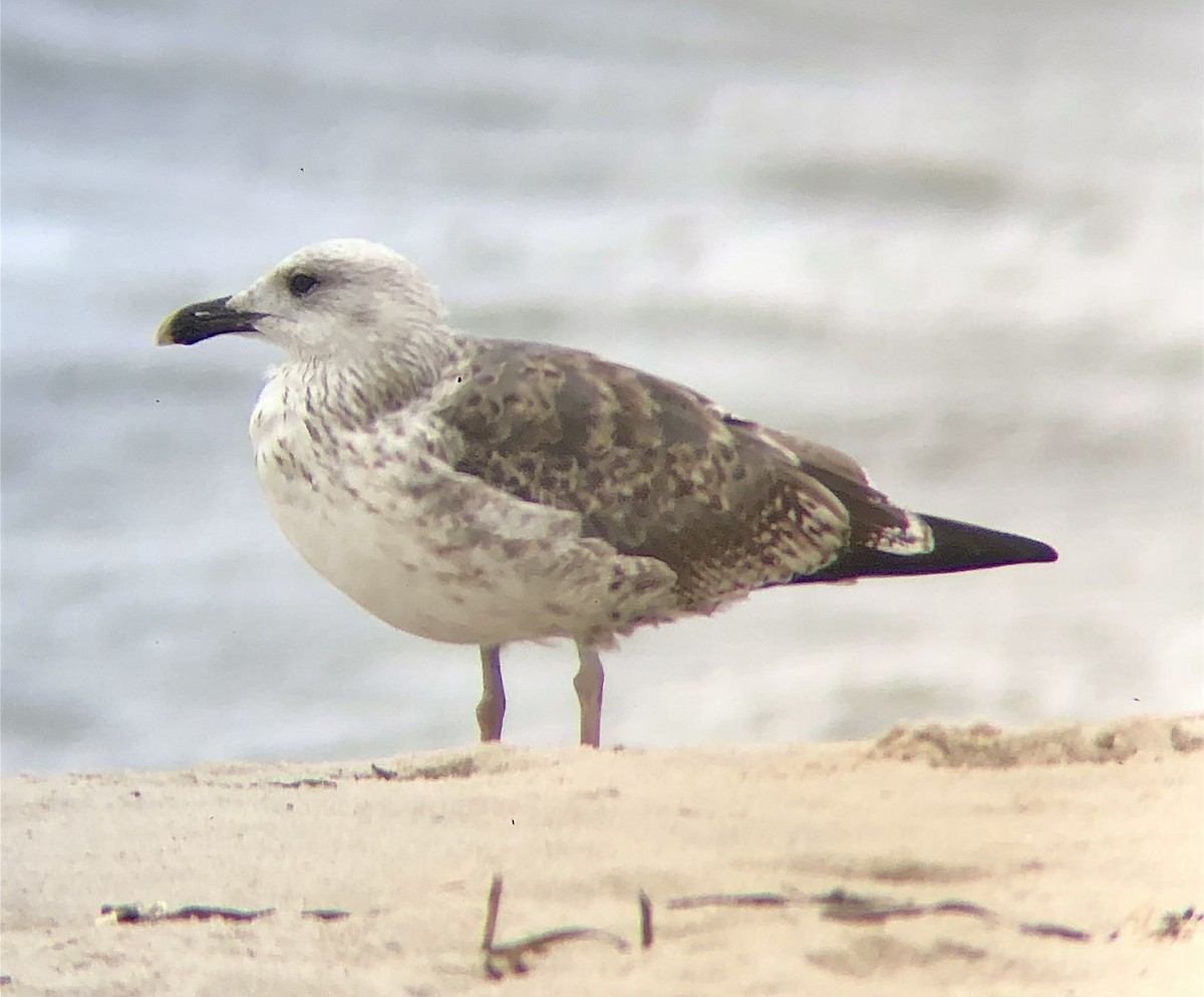 Gaviota Sombría - ML604393171