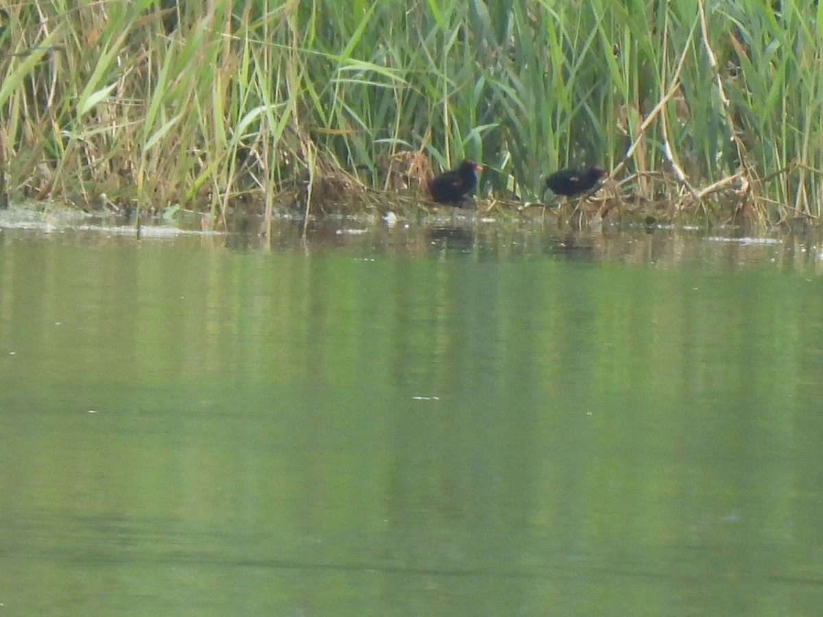 Common Gallinule - ML604393901