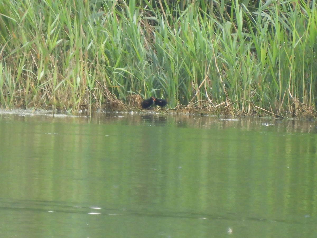 Common Gallinule - ML604393911