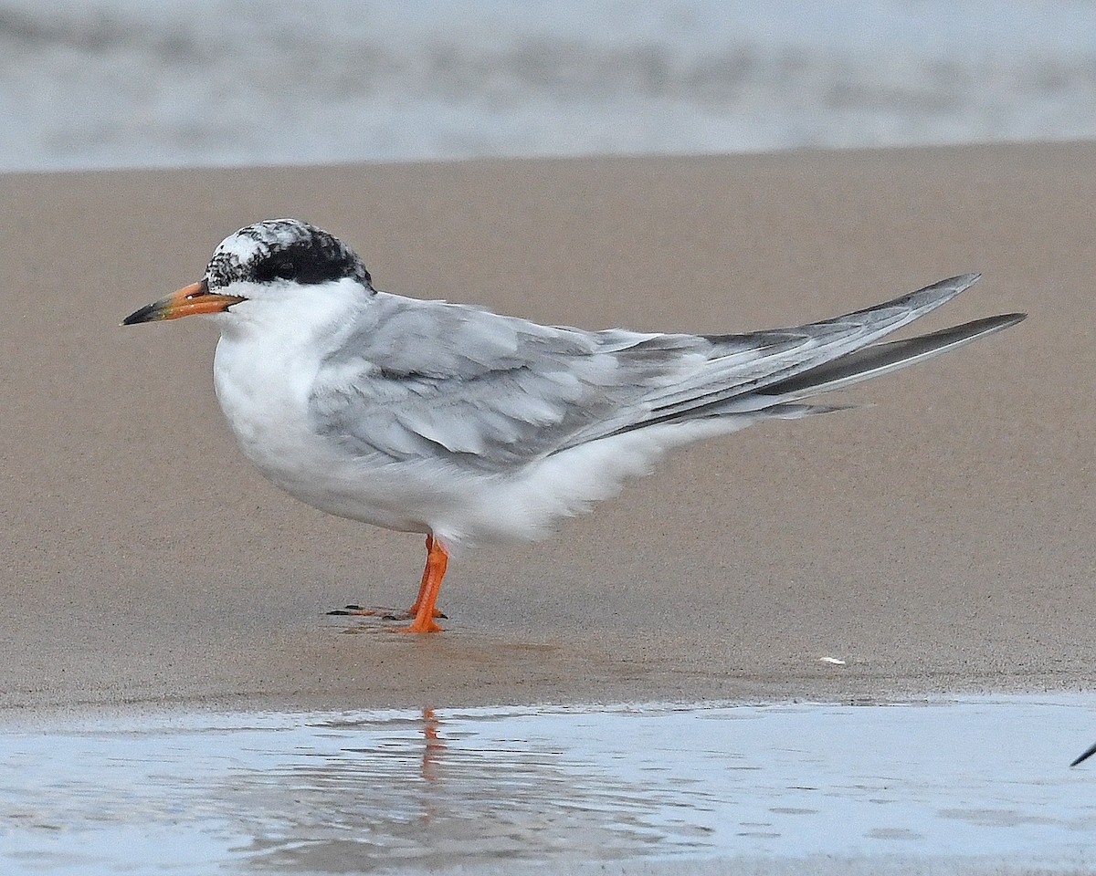 Forster's Tern - Michael Topp