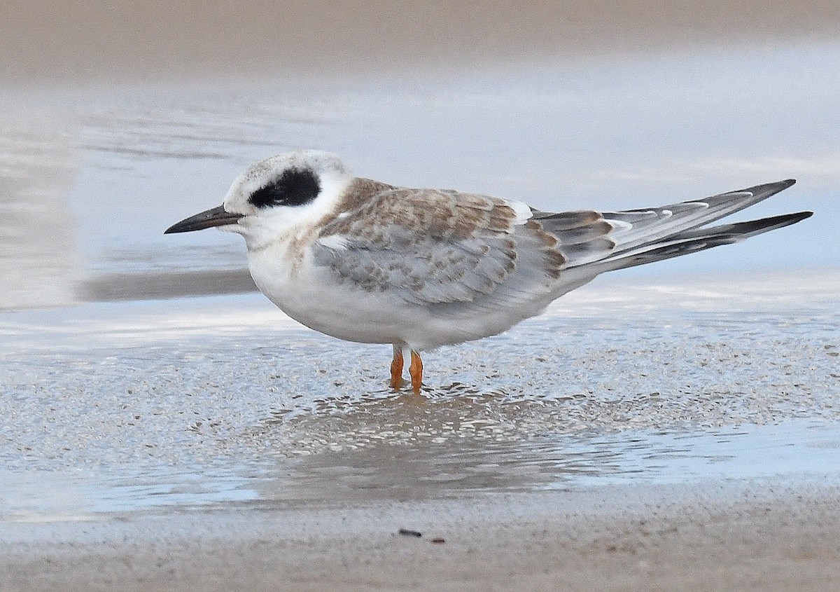 Forster's Tern - Michael Topp