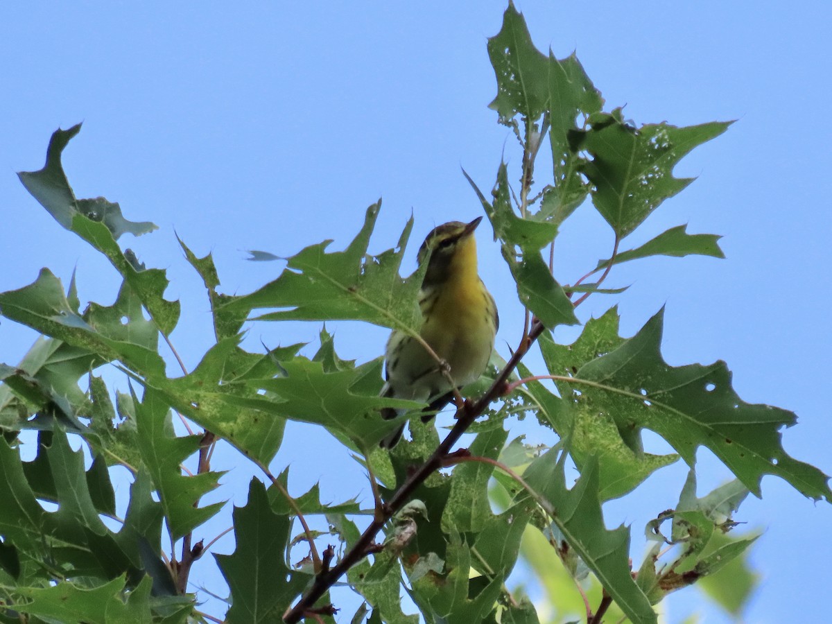 Blackburnian Warbler - David and Regan Goodyear