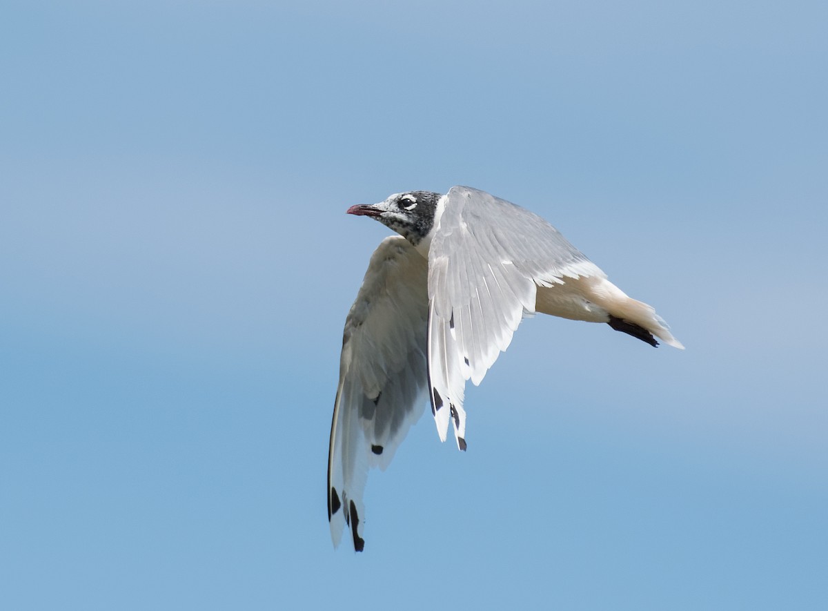 Franklin's Gull - ML604396021