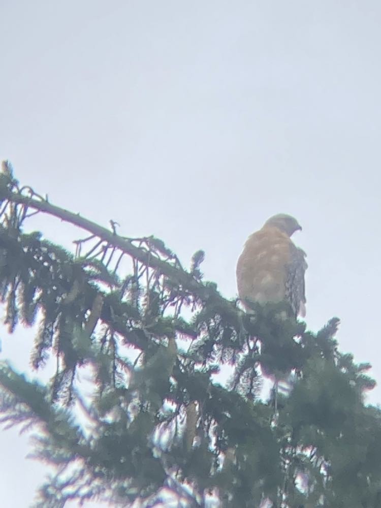 Red-shouldered Hawk - Desmond O'Donovan