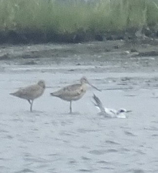 Marbled Godwit - ML604396481