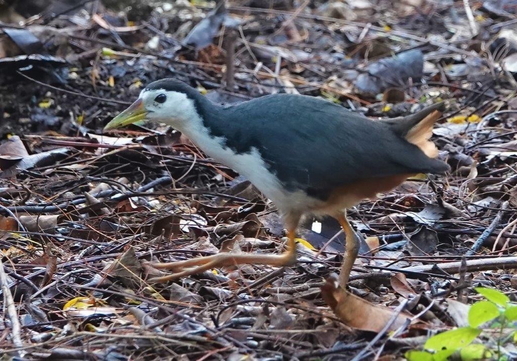 White-breasted Waterhen - ML604396691