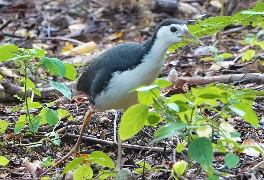 White-breasted Waterhen - ML604396701