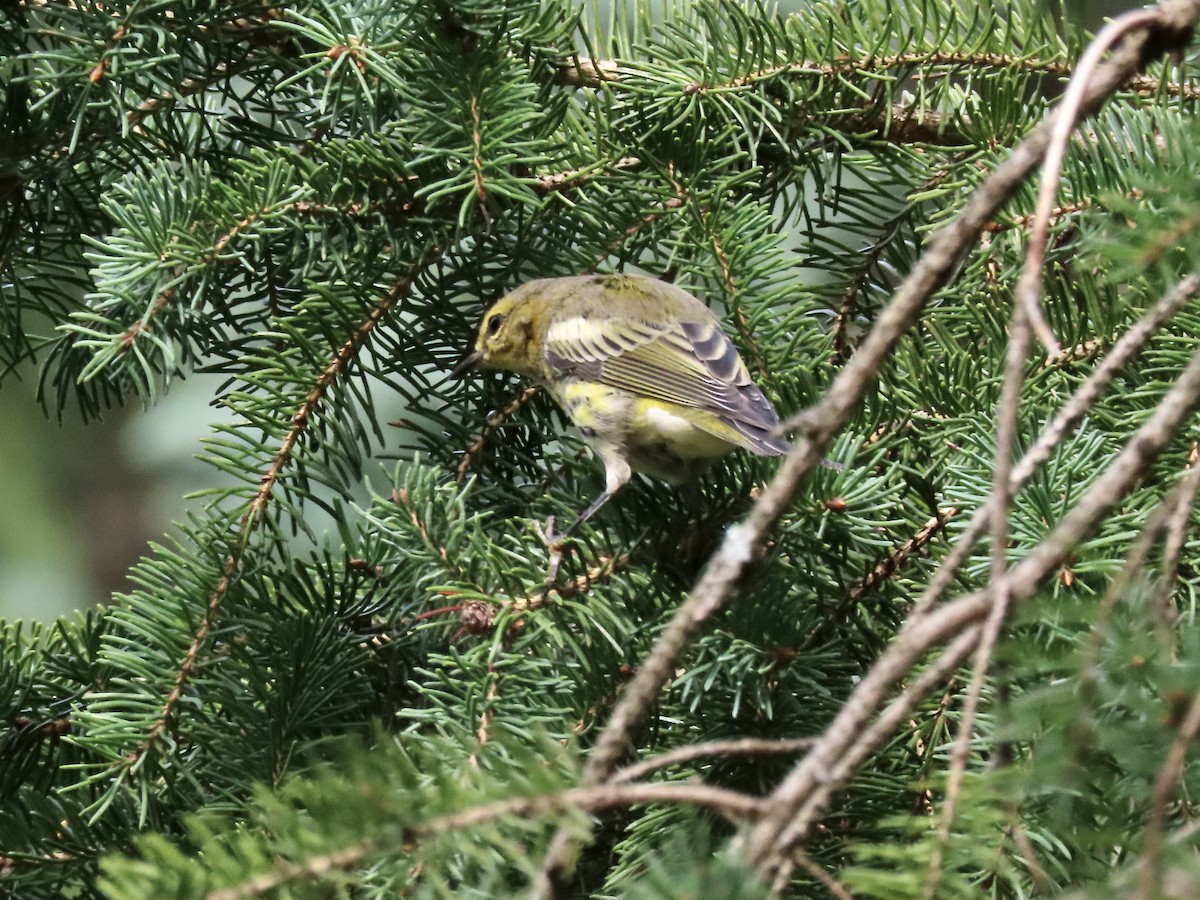 Cape May Warbler - David and Regan Goodyear